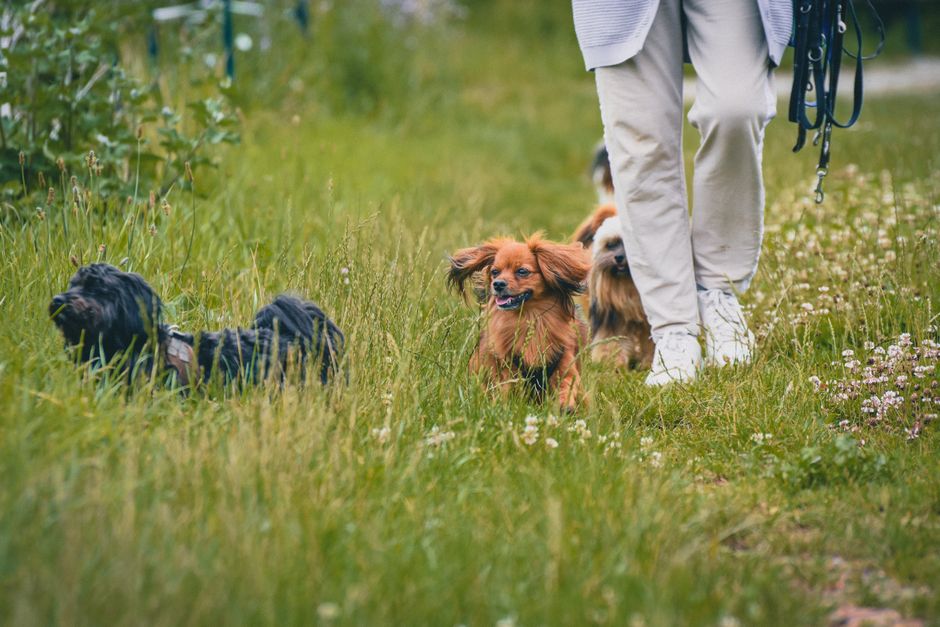 Keeping Your Dog Healthy