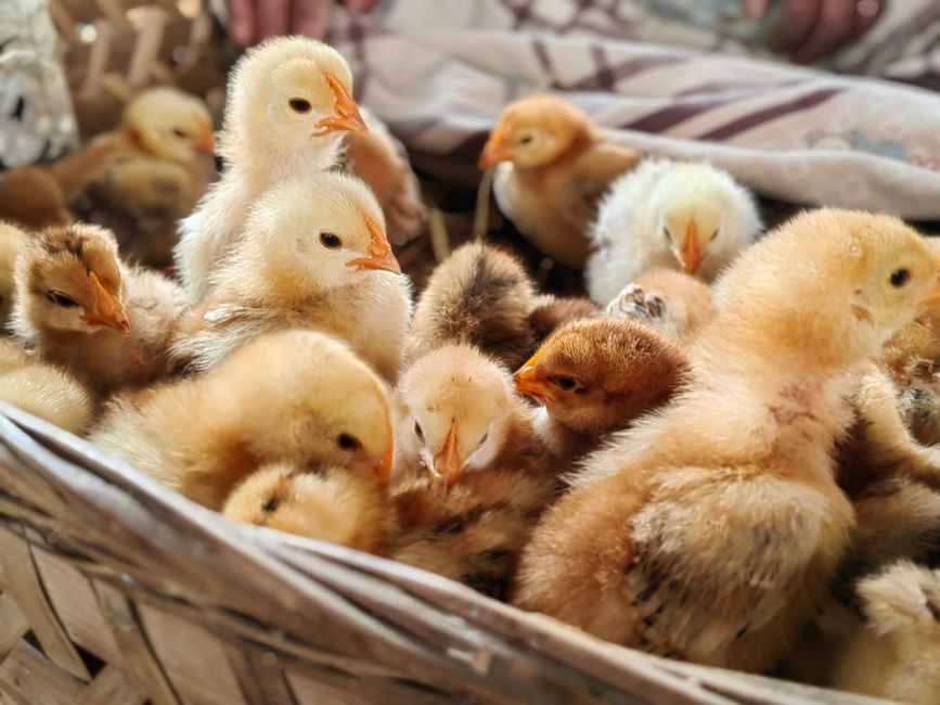 Raise Babies and Grow Your Farm