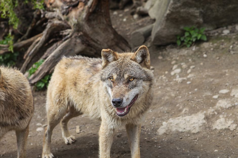How to Tame a Wolf in Minecraft and Keep Your Dog Safe