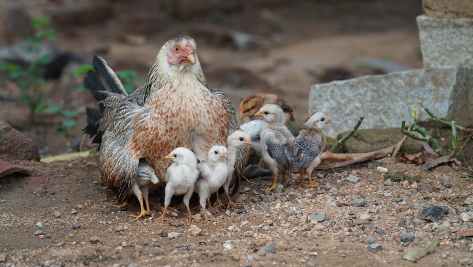How to Breed Animals in Minecraft for Food, Wool, and Rare Mobs