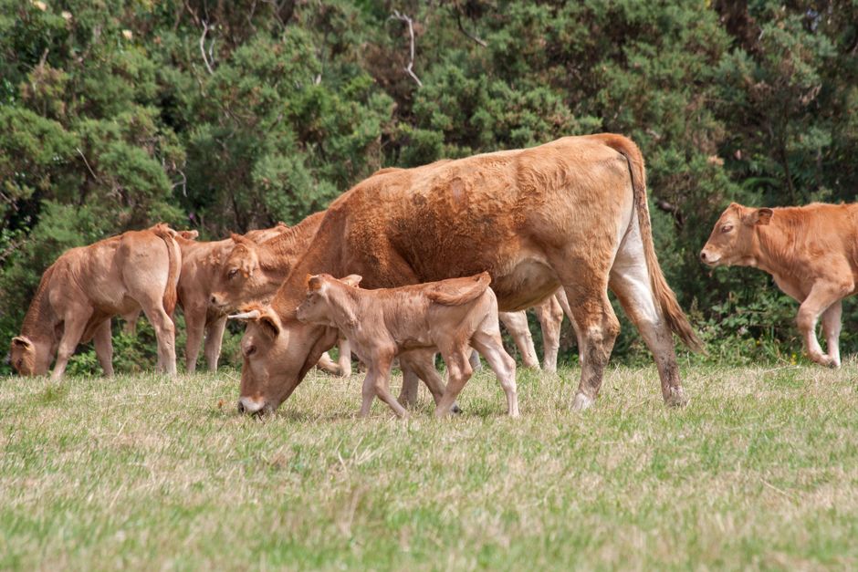 Raise Calves and Harvest Your Cows