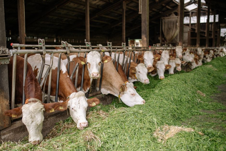 Feed Both Cows Wheat