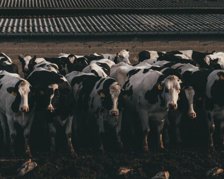 How to Breed Cows in Minecraft for Beef, Leather, and Milk