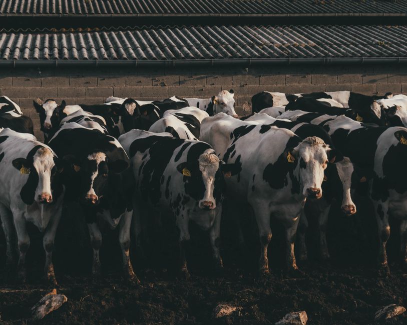 How to Breed Cows in Minecraft for Beef, Leather, and Milk