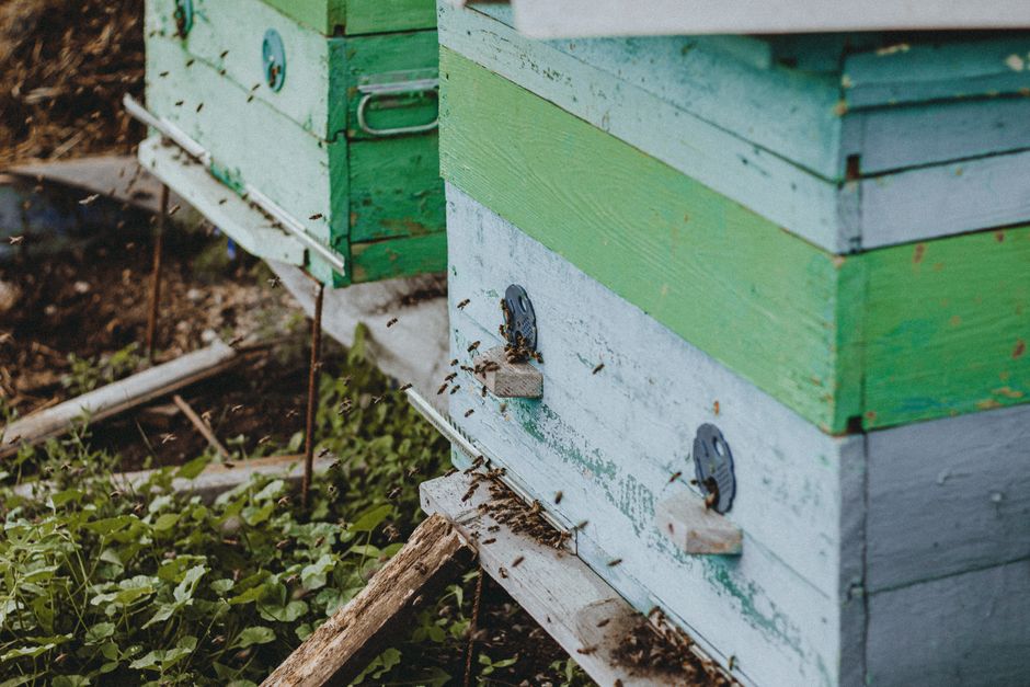 Place the Hive and Attract Bees