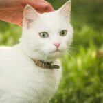 How to Tame a Cat in Minecraft and Keep It Close