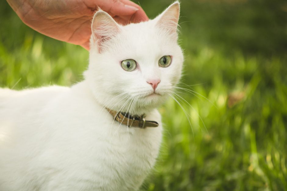 How to Tame a Cat in Minecraft and Keep It Close