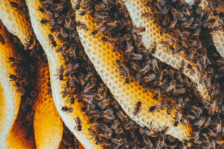 How to Make a Beehive in Minecraft Step by Step