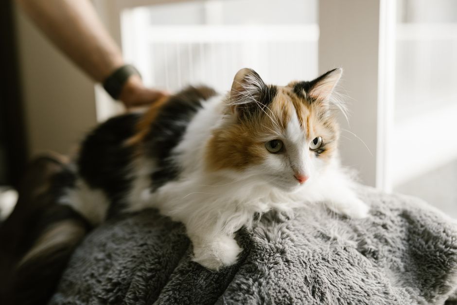Keep and Care for Your Tamed Cat